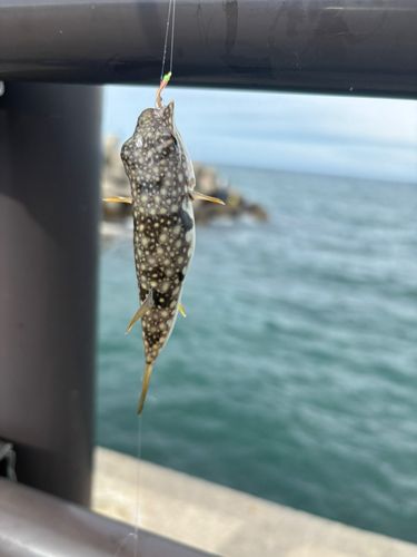 フグの釣果