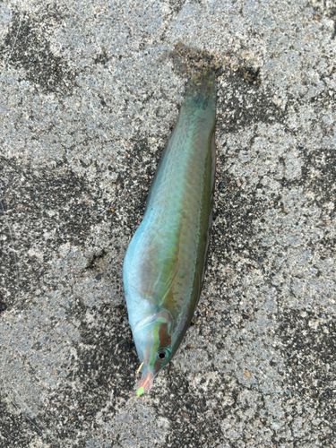 ベラの釣果