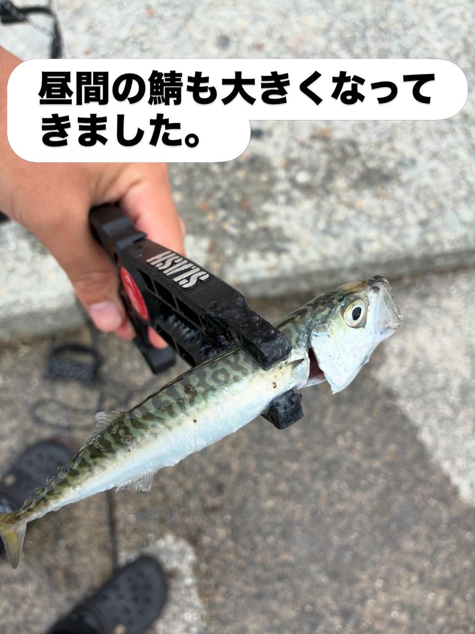 DAIWA 23月下美人 AIR AJING 510UL-S・Wの最安値・インプレ・釣果