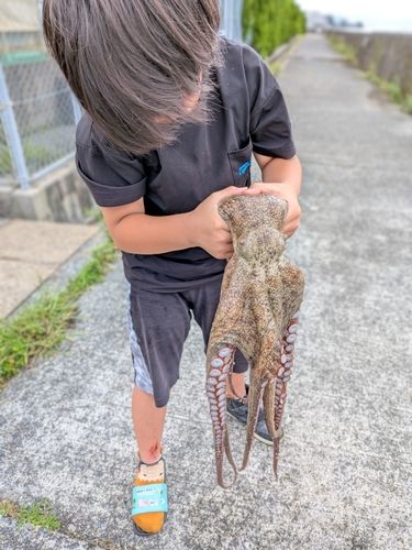 タコの釣果