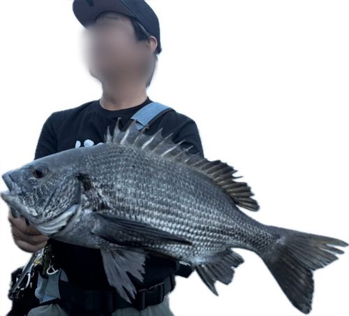 フッコ（ヒラスズキ）の釣果