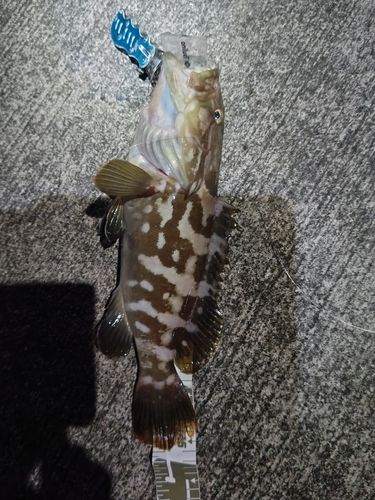 クエの釣果