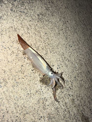 イカの釣果