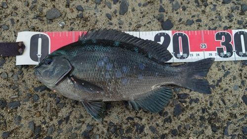 クチブトグレの釣果