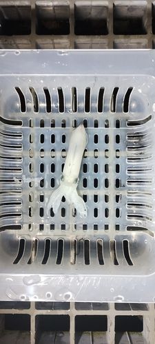 ヒイカの釣果