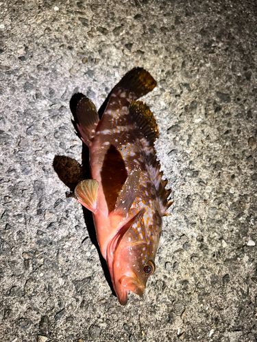アコウの釣果