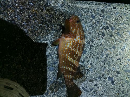 キジハタの釣果