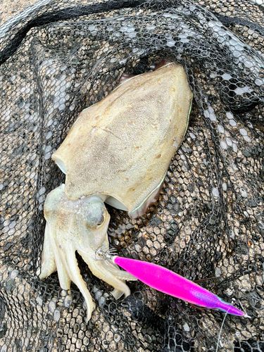 モンゴウイカの釣果