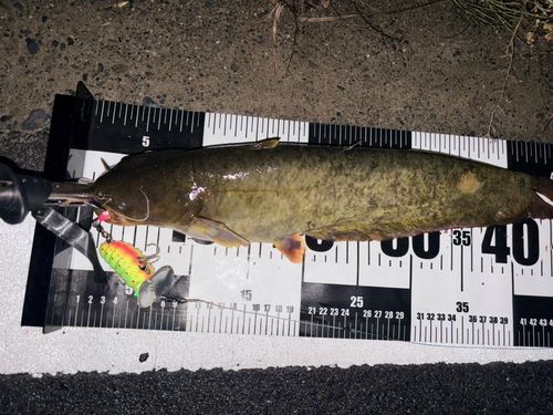 ナマズの釣果