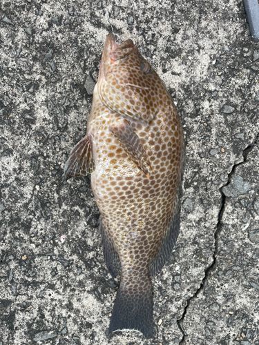 オオモンハタの釣果