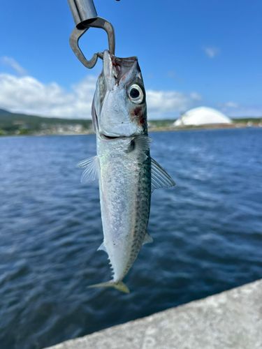 マサバの釣果