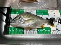 キビレの釣果