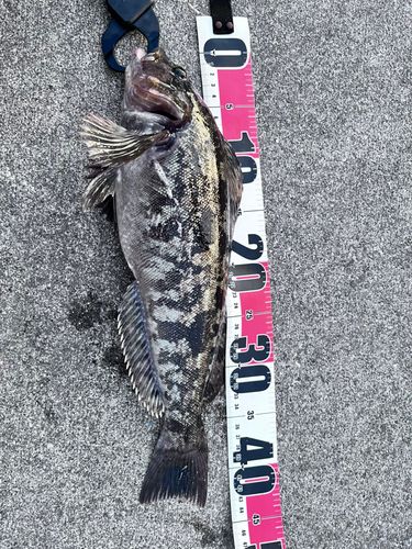 アイナメの釣果