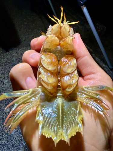 シャコエビの釣果