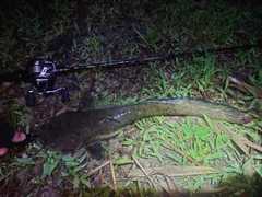 ナマズの釣果