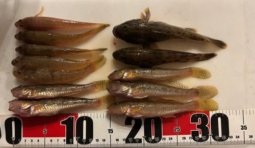 ハゼの釣果