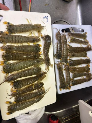 シャコエビの釣果