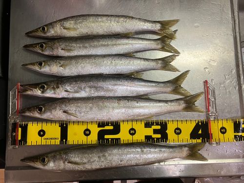 アカカマスの釣果