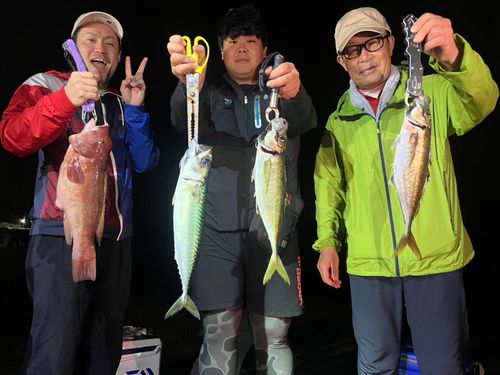 アジの釣果