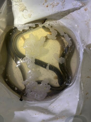 ウナギの釣果
