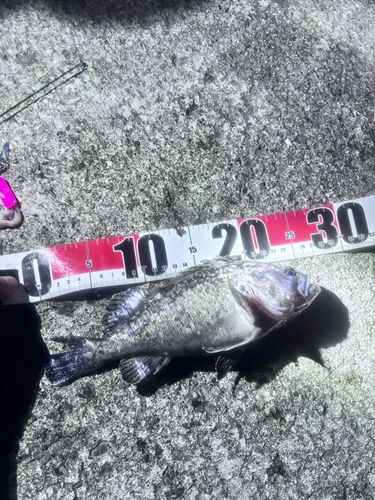 ソイの釣果