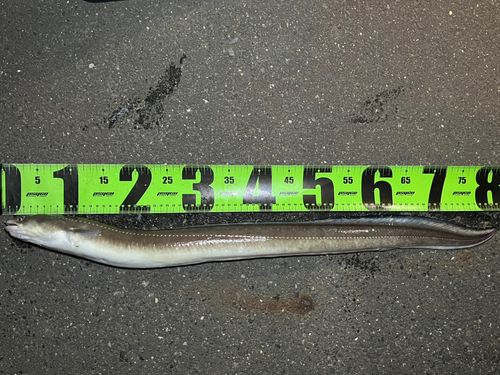 アナゴの釣果
