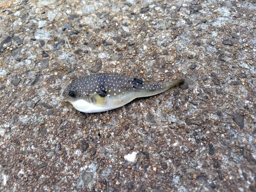 フグの釣果
