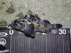 クロソイの釣果