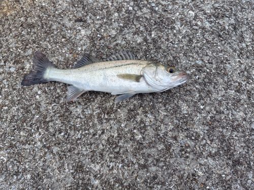セイゴ（タイリクスズキ）の釣果
