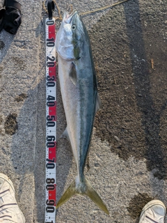 ブリの釣果
