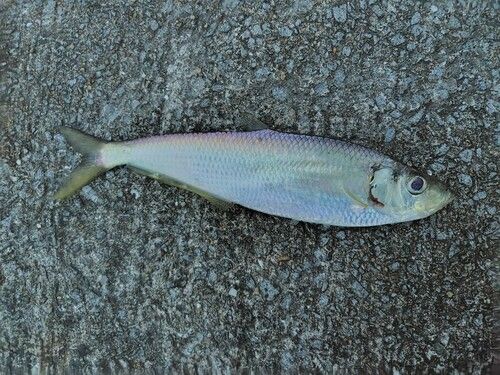 サッパの釣果