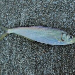 ニシンの釣果・釣り情報まとめ【2026年最新】 - アングラーズ | 釣果 ニシンの釣果・釣り情報まとめ【2026年最新】 - アングラーズ | 釣果