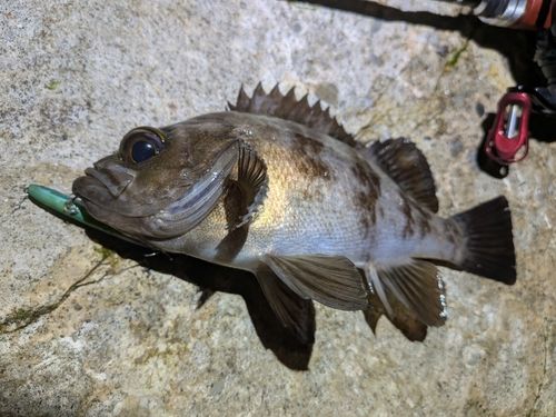 メバルの釣果