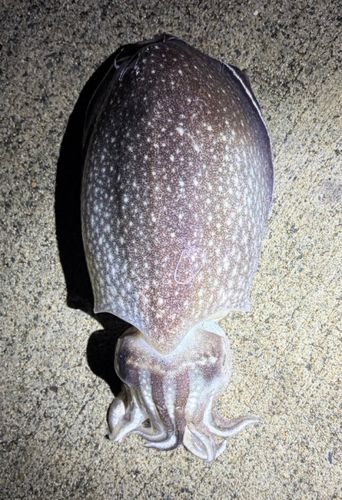 イカの釣果