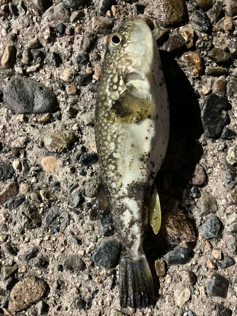 クサフグの釣果写真