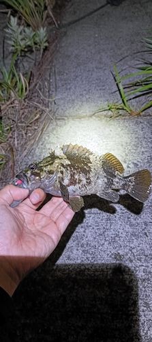 タケノコメバルの釣果