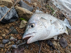 キビレの釣果