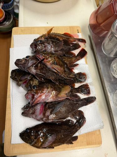カサゴの釣果