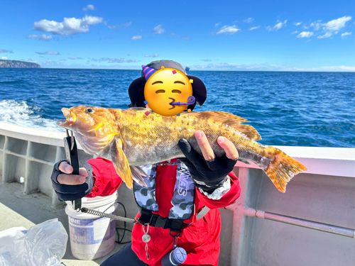 アイナメの釣果