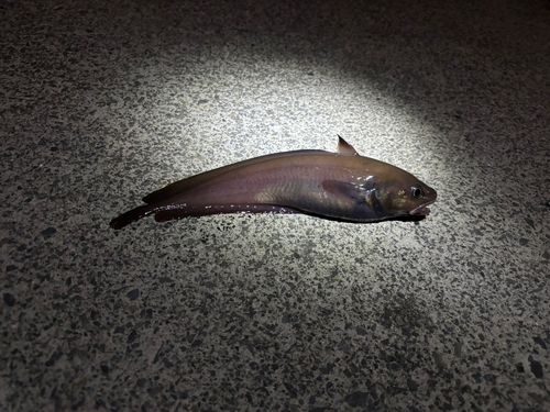 ドンコの釣果