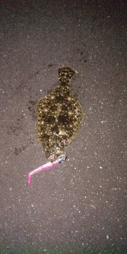 ソゲの釣果