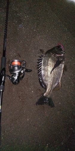 チヌの釣果