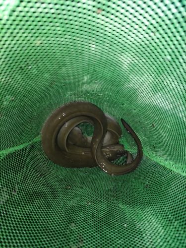ウナギの釣果