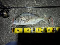 チヌの釣果
