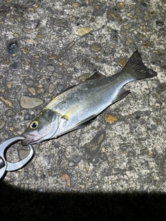 セイゴ（ヒラスズキ）の釣果