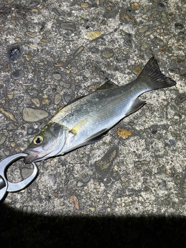 セイゴ（ヒラスズキ）の釣果