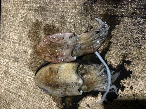 コウイカの釣果