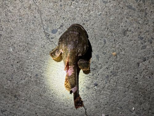 カジカの釣果