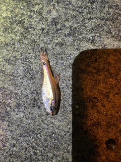 ネンブツダイの釣果