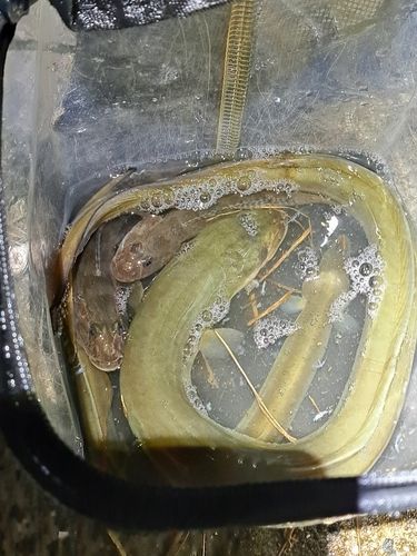 ウナギの釣果